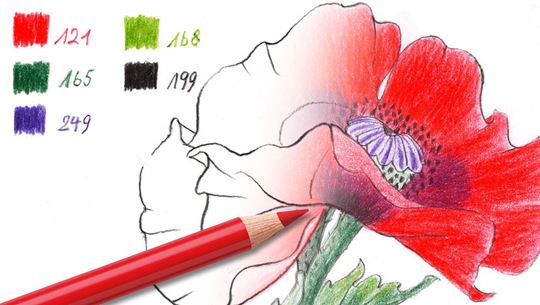 Colouring pages (advanced): Red poppy